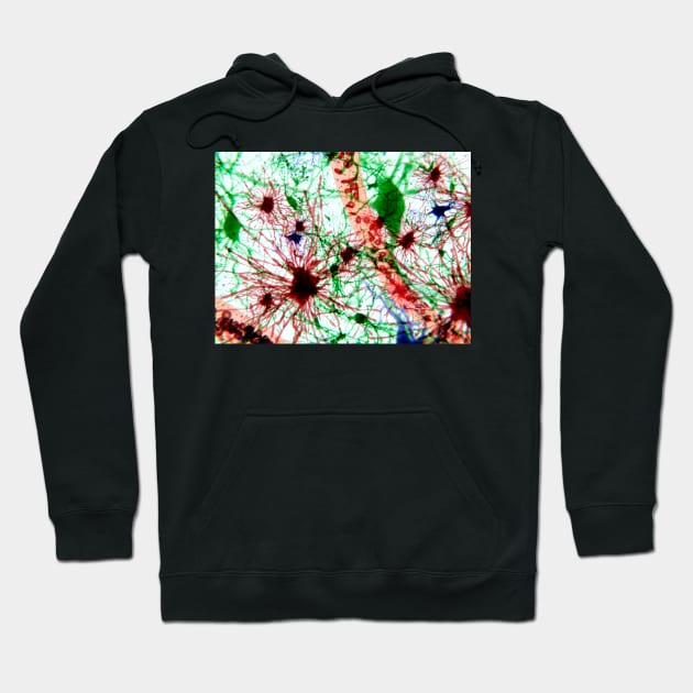 Brain cells, illustration (F013/1488) Hoodie by SciencePhoto